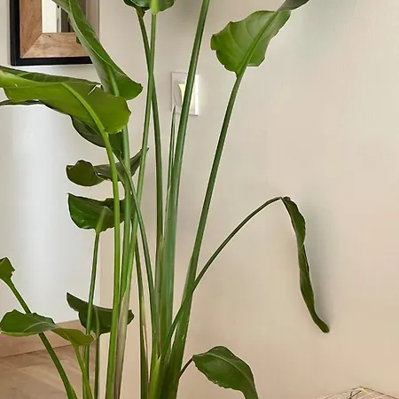 Superbe Proche Croisette Κάννες