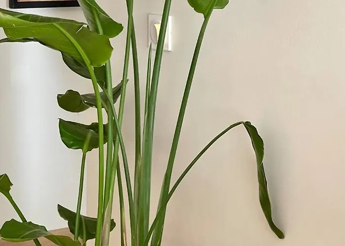 Superbe Proche Croisette Cannes